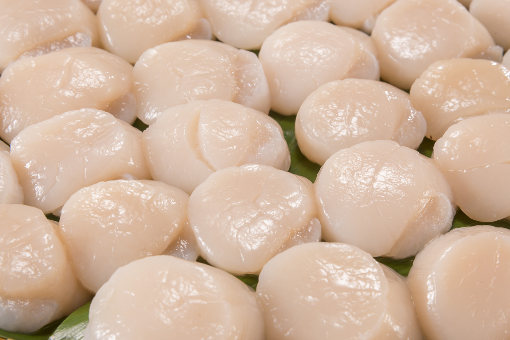Concerns Loomed Over Slowing Sales Due to High Scallop Prices at Hokkaido Fishery Discussion