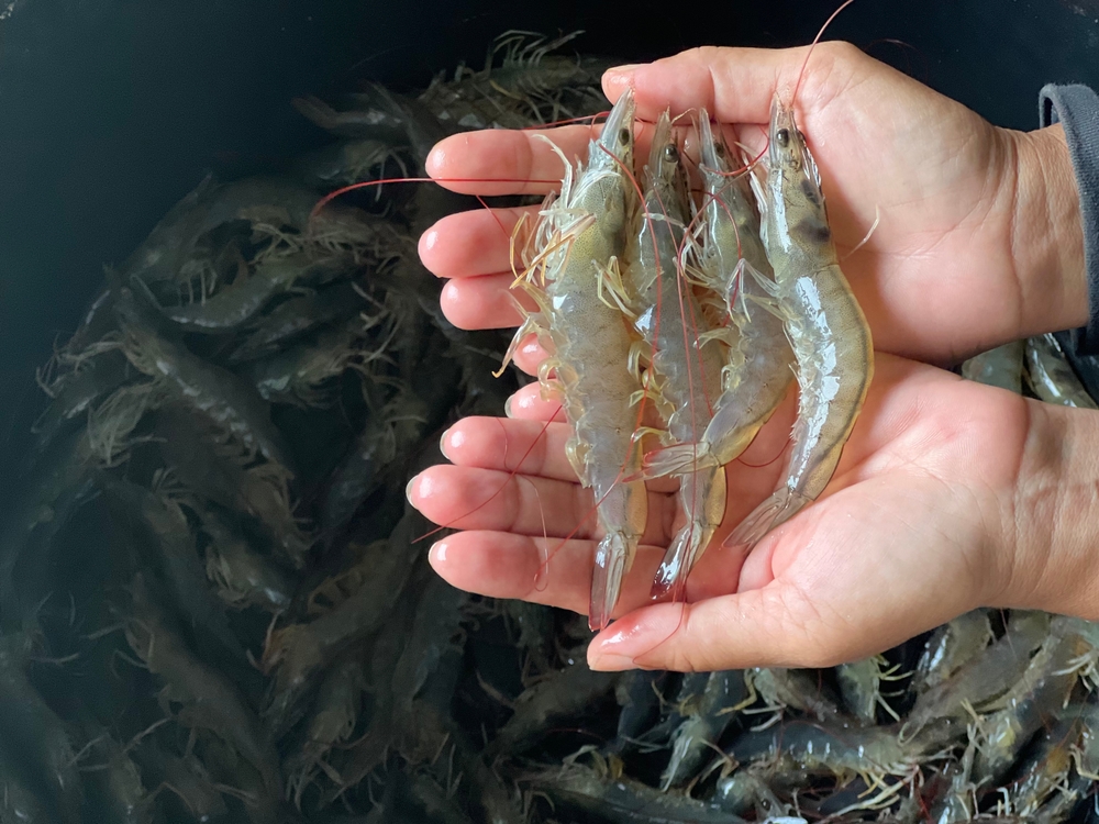 DOL Proposes Removal of Thailand Shrimp From List of Products Produced by Forced Child Labor