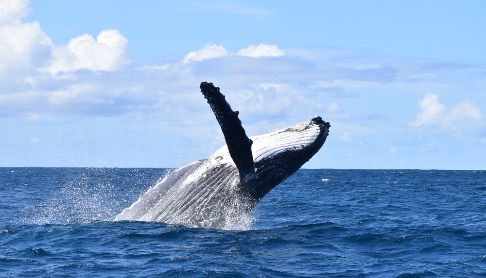 Whales Are in Danger in NY Waterways: ‘Like Deer Crossing the Road’