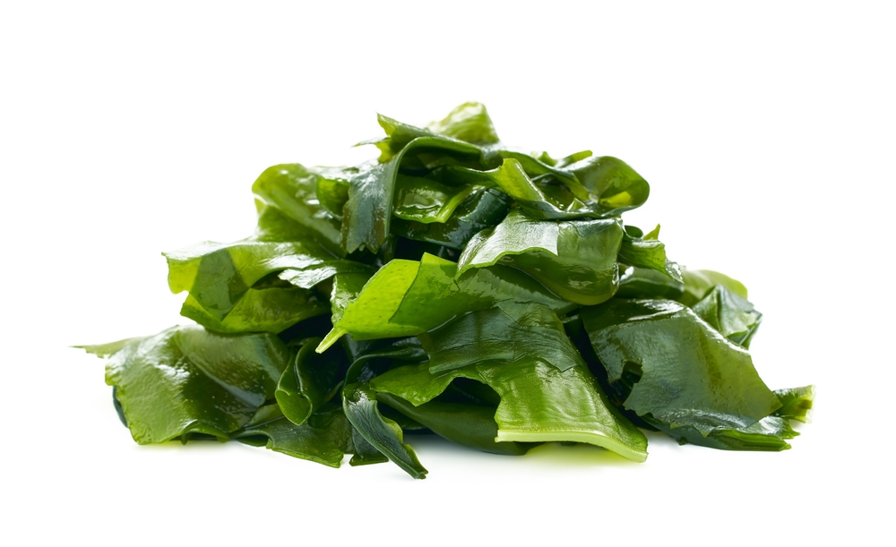 OPINION: Maine Leading the Way in Seaweed Farming, the New Frontier of American Agriculture