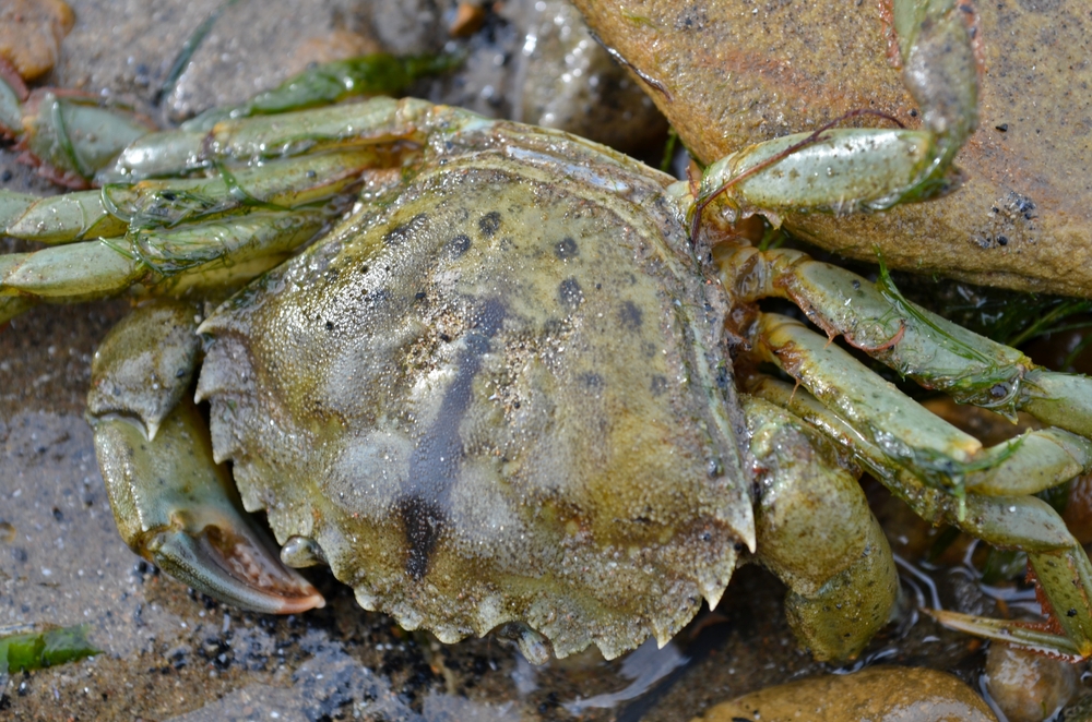 Invasive European Green Crab Found Near North Whidbey