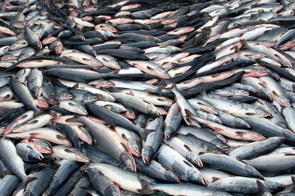 Russias Far East Kamchatka Salmon Catch Hits 20-Year Low