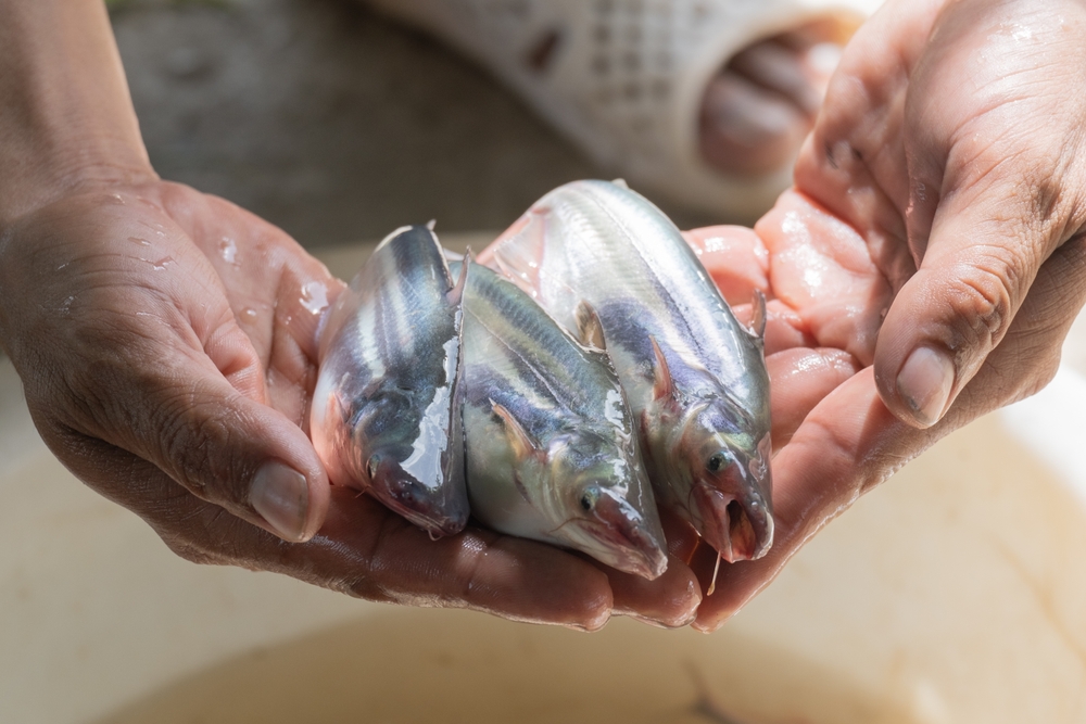 Collagen and Gelatin from Pangasius Skin Boosts the Value of the Industry