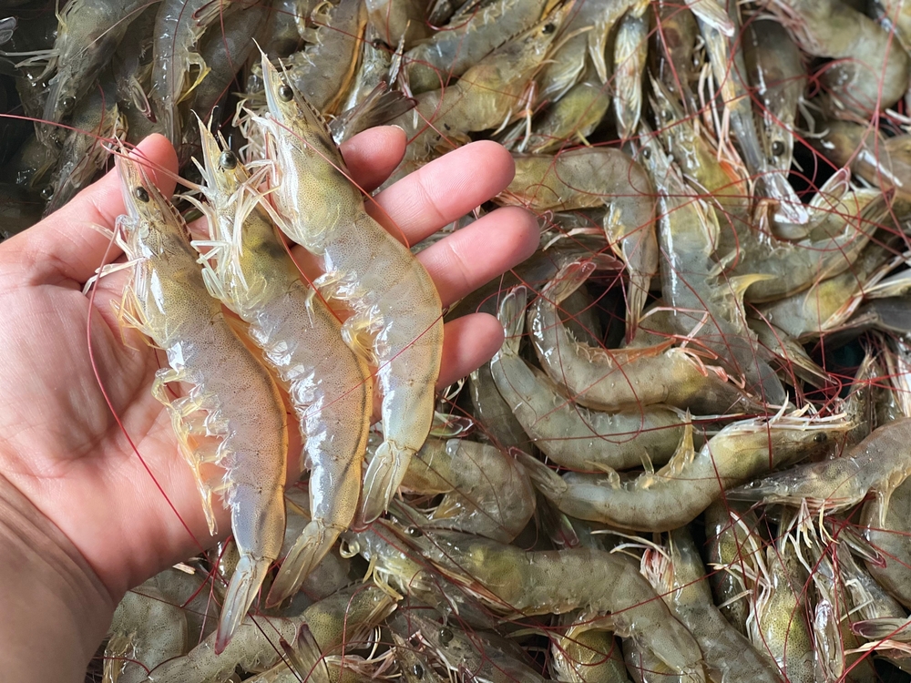 Ezell, Carter, Letlow Introduce Bipartisan Safer Shrimp Imports Act