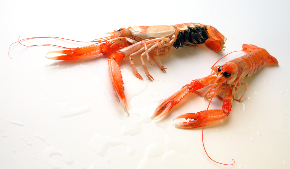 Norwegian Government Proposes New Lobster Conservation Areas