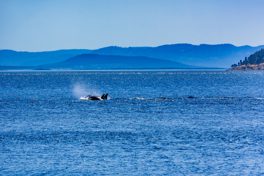 WDFW: Vessel Operators Need to Be Whale Wise as Orcas Reported in Poor Condition