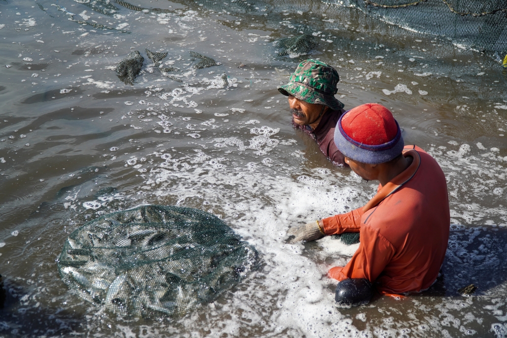 Japan’s July Seafood Export Volume Fell 35%, Value Rose 15% as Yellowtail Jumped and Scallops Slid