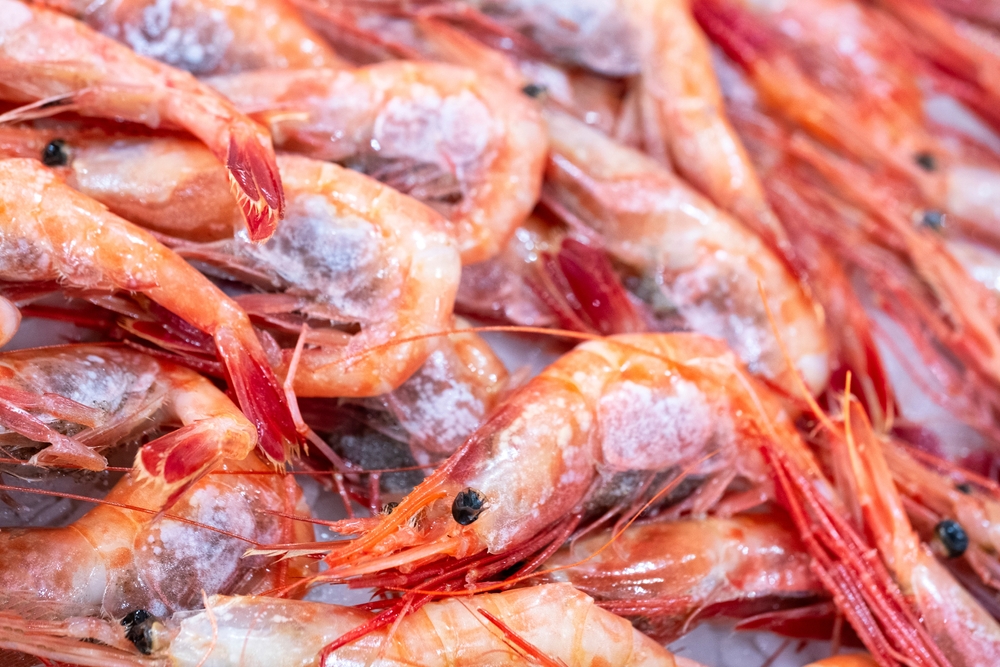 Japanese Importers See Opportunities to Increase Canadian Spot Prawn Imports