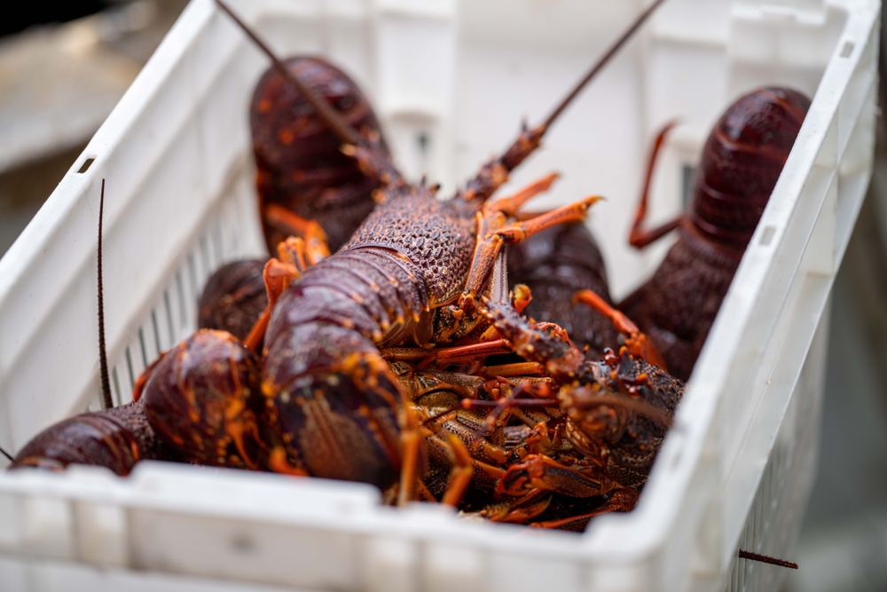 Australia’s $700M Rock Lobster Trade with China Set to Resume