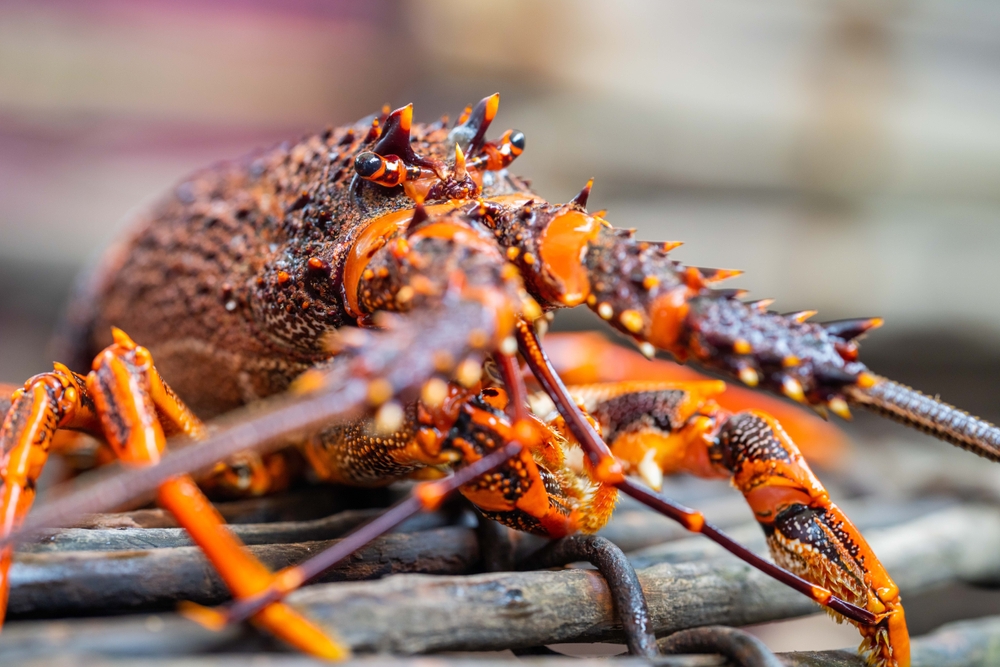 Queenstown Hotel Fined $22,000 for Illegal Crayfish Sale