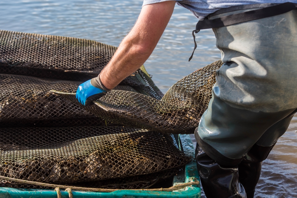 Australia: Toxins Force Temporary Closure of Oyster Farms