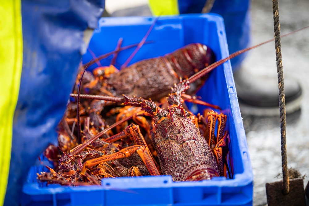 Southern Rock Lobster Prices Finally Bounce Back Amid Demand From China