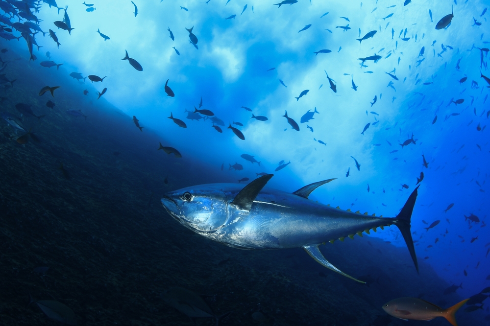 World Tuna Day 2025: Everything To Know About Origin, Significance, Date And More