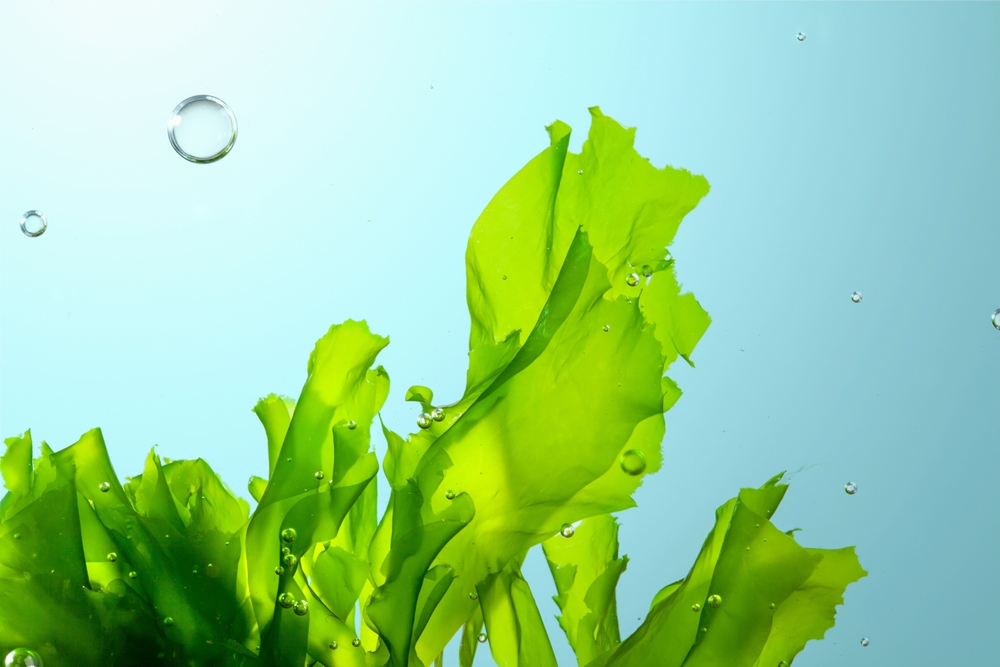 New Partnership to Turn Invasive Seaweed into Sustainable Cosmetic Ingredients