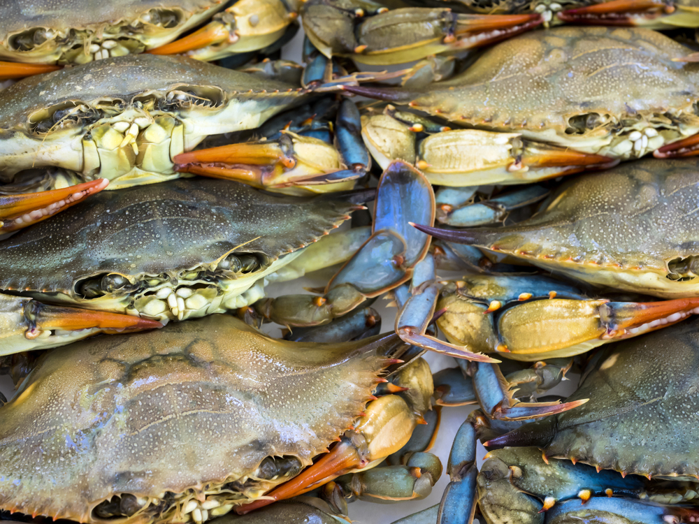Camden Yards Certified for Authentic Maryland Blue Crab Meat