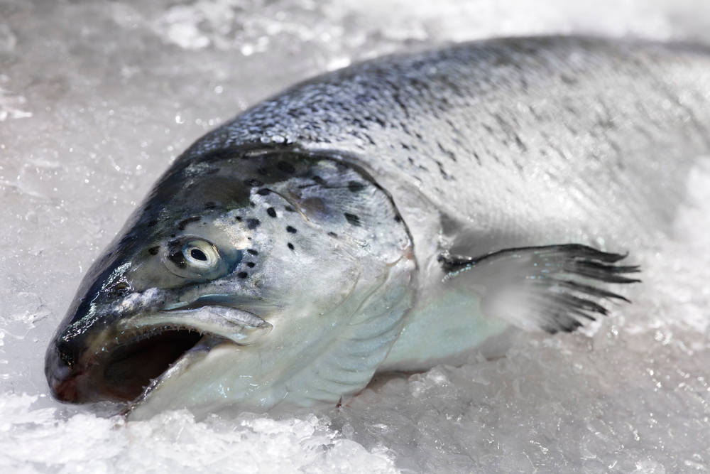 Norwegian Salmon Tax Reduced From 35% to 25%