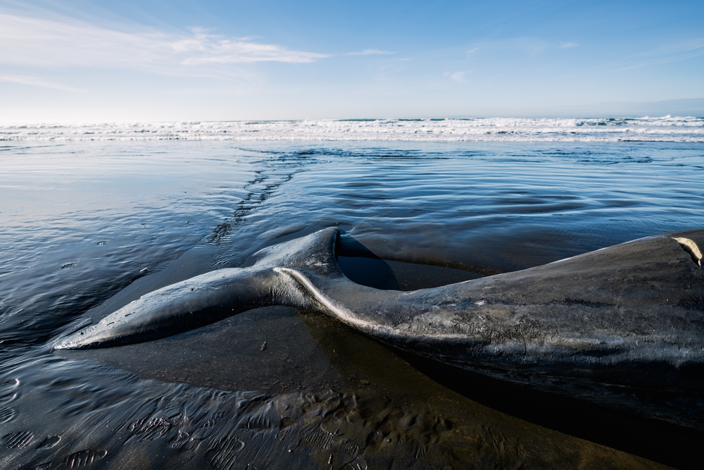 One Stranded Whale in Oregon Reflects a Bigger West Coast Problem