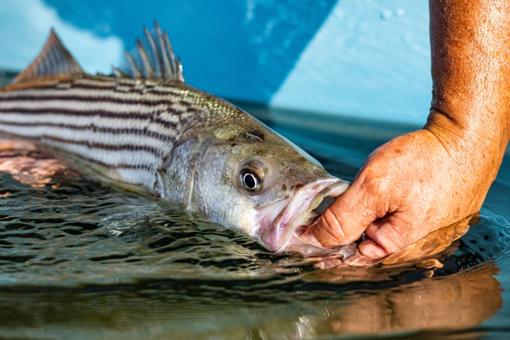 Fishery Lawsuit Merging Coastal States Could Reel in Trump