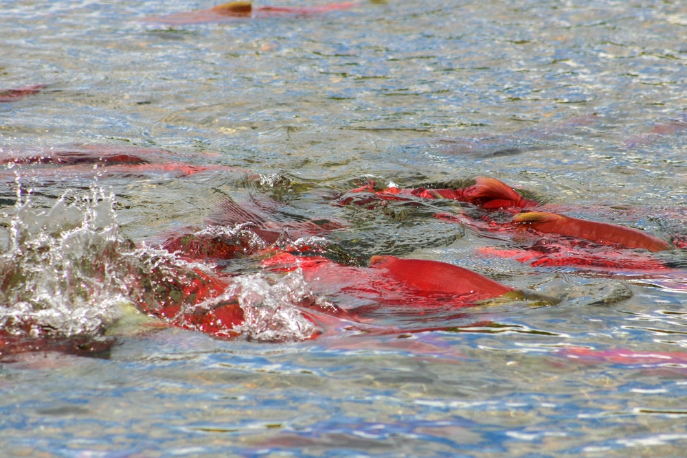 Fish and Game Calling for ‘Strong Bristol Bay Run