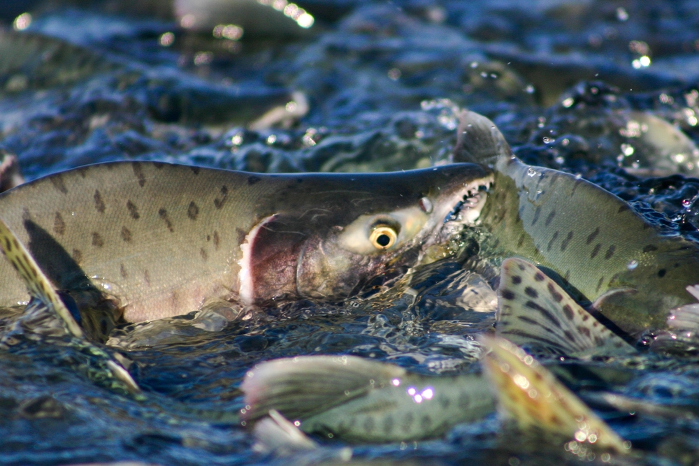 Fraser River to See Record-Breaking Run of Pink Salmon