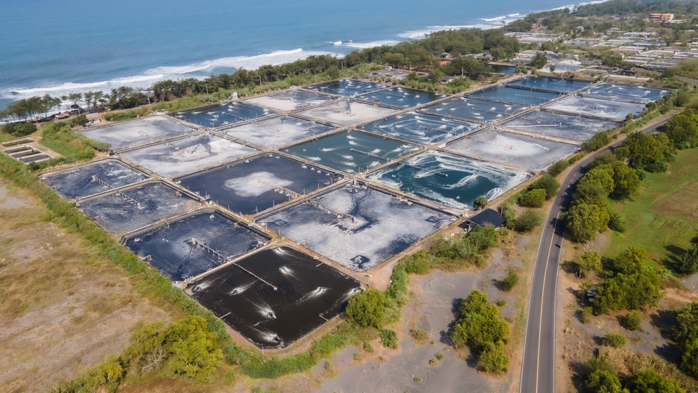 RI to Resume Shrimp Exports to US After Cs-137 Contamination