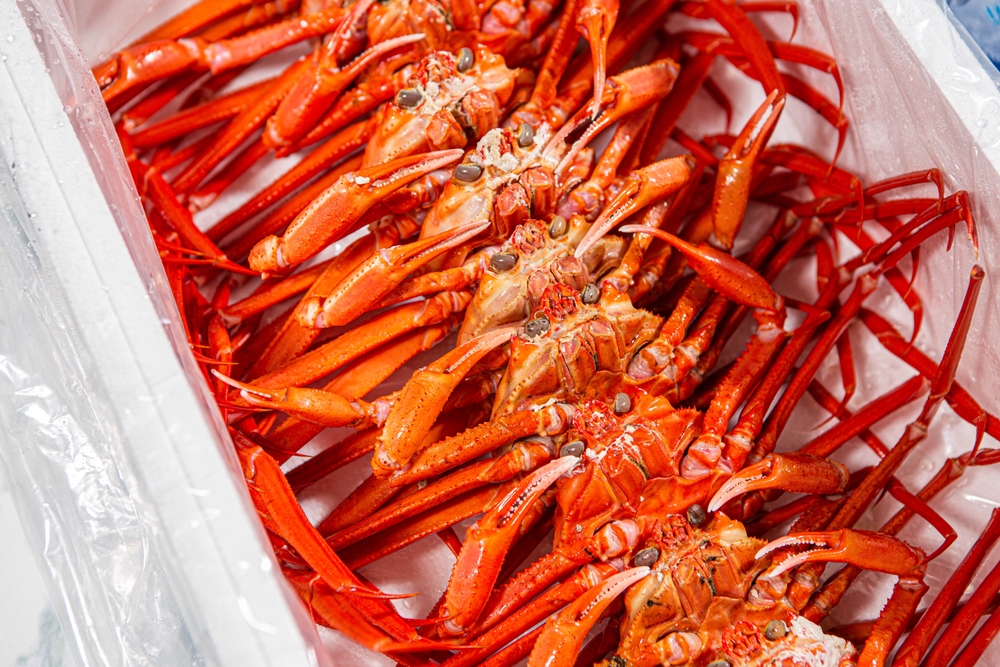 Tsukiji Kanisho Sells Snow Crabs of 3000 Tons and King Crabs of 2000 Tons from the Barents Sea