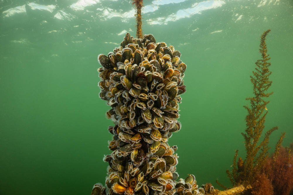 Cawthron Institute and Nestle Partner on Aquaculture Project