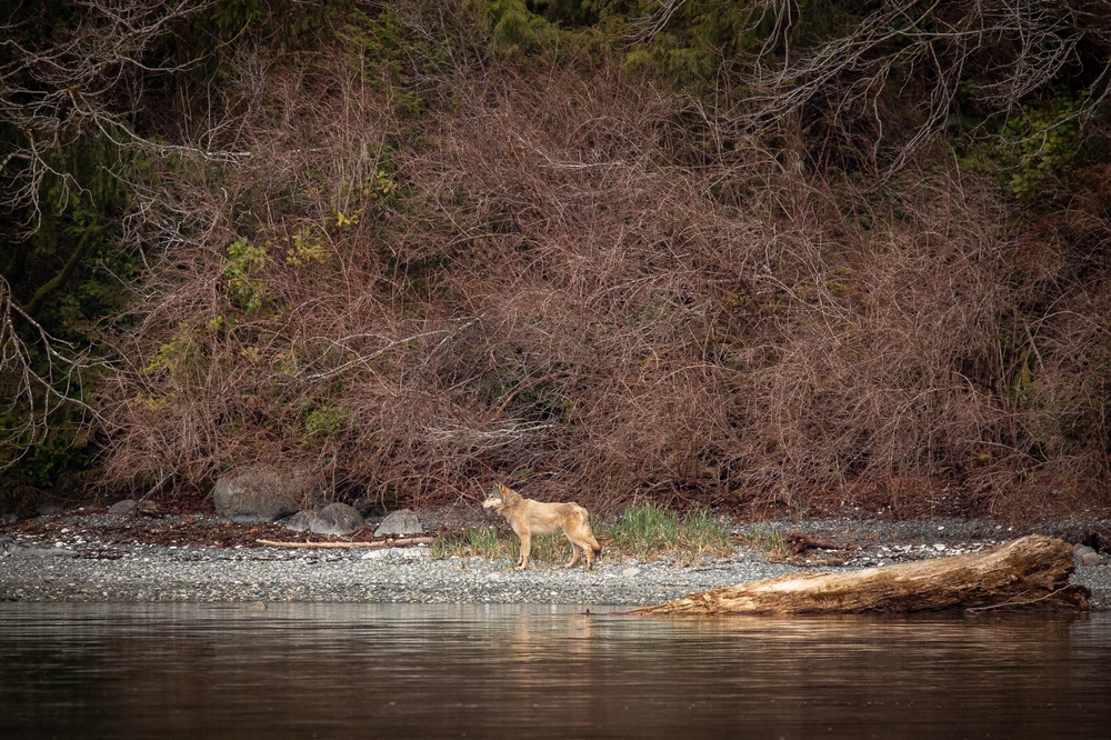 B.C. Wolves Use Line to Pull up Crab Traps in First Possible Tool Use by Species