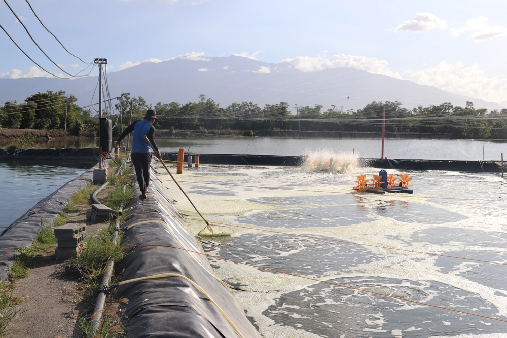 Toledo City Boosts Local Shrimp Production