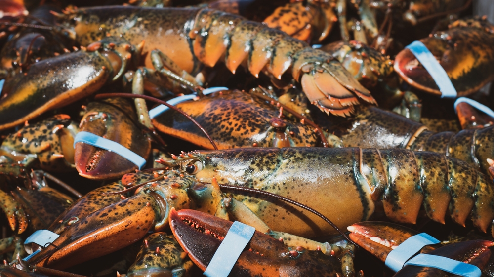 Canada’s Lobster Industry Caught in a Tariff Trap