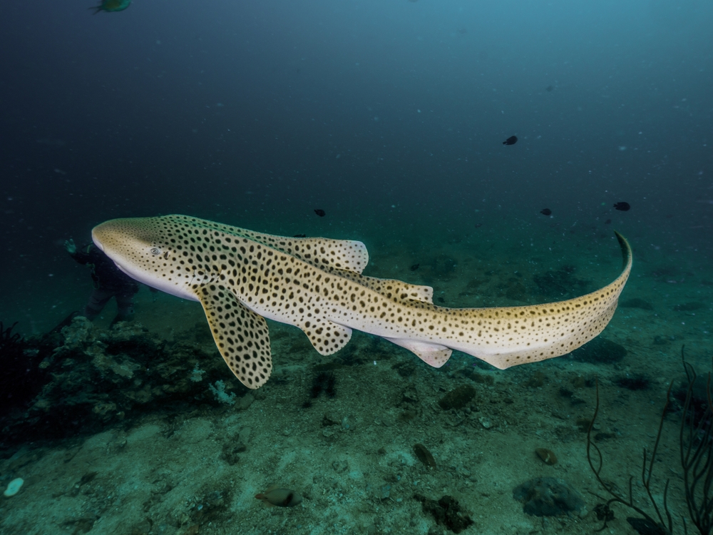 Thailand Releases Endangered Leopard Sharks in Conservation Push