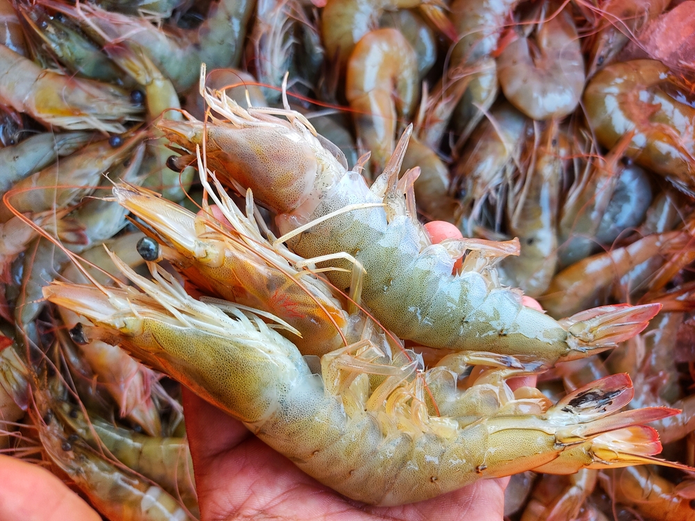 India Diversifies Seafood Export Portfolio as US Tariffs Squeeze Shrimp Trade