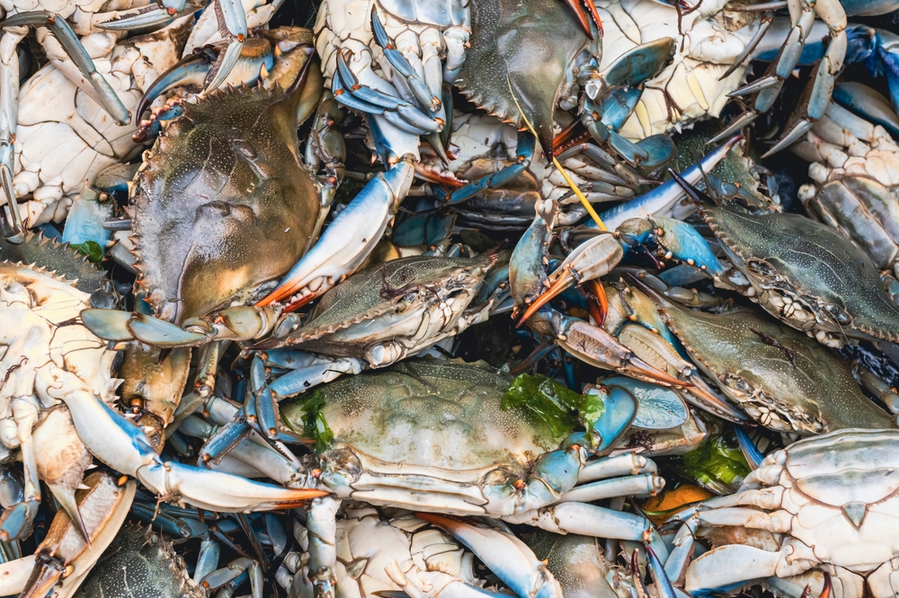 2025 Winter Dredge Survey: Chesapeake Blue Crab Numbers Down but Sustainable