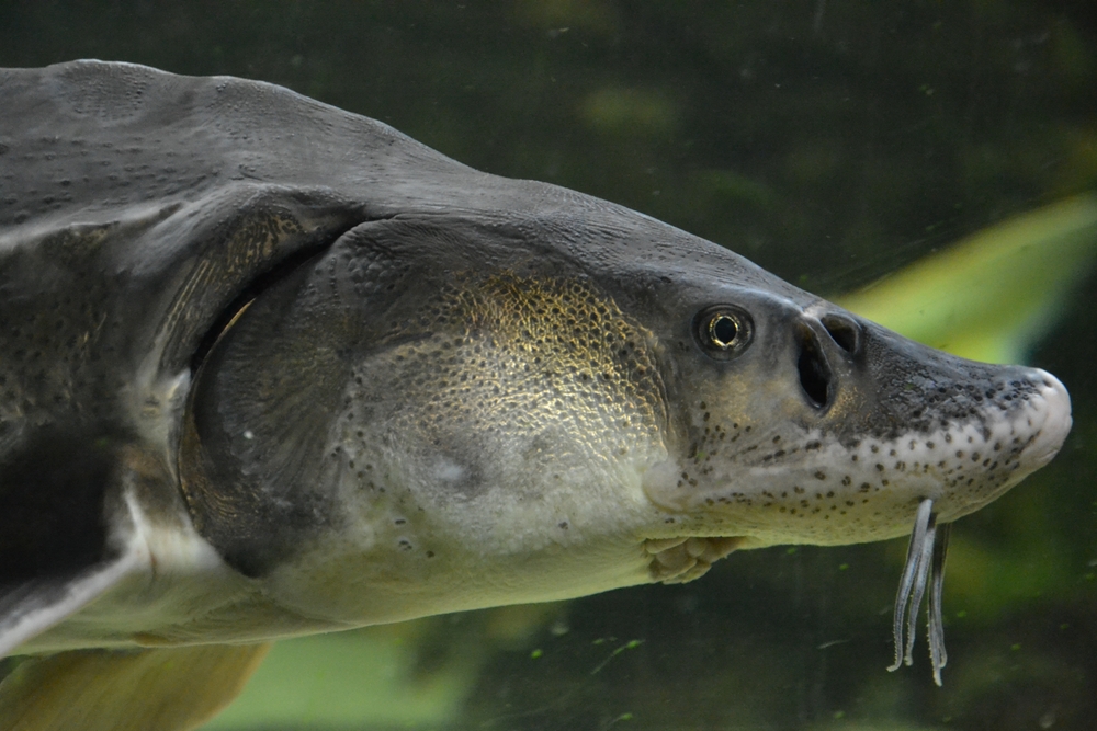 New Bill Would Allow US Sturgeon Farmers to Operate Freely While Meeting ESA Standards