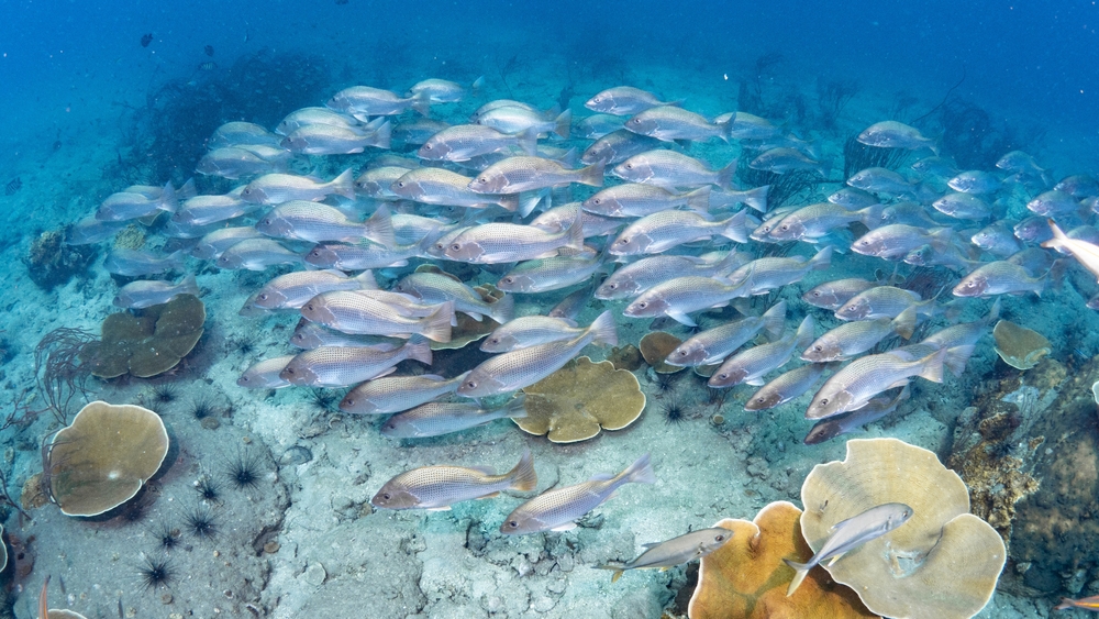 ‘Unlawful’ Barra Stocking