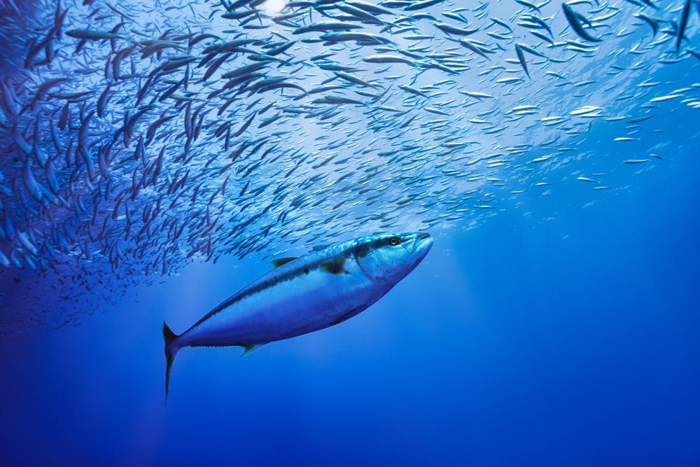 Japan’s Seafood Industry Pushes for Precautionary Tropical Tuna Management