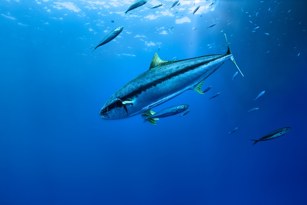 VASEP: Global Tuna Market Enters Period of Major Transformation