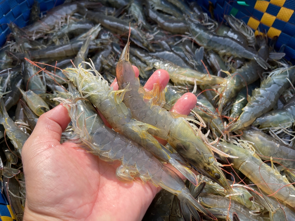 Vietnam Shrimp Exports Achieve Strongest Growth in Three Years