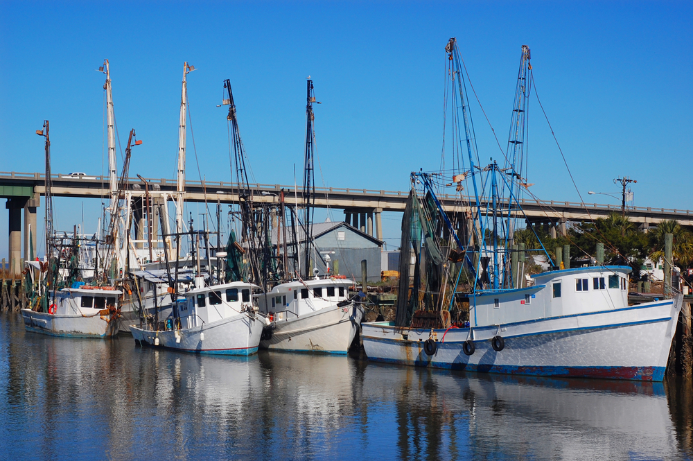 Shrimp Season to Close on December 31 Due to Shrimp Size