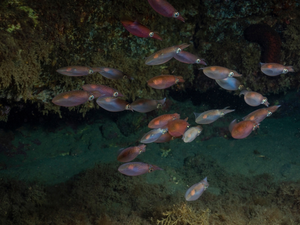 The Fraud of the Rings: How Illegally Fished Squid Ends Up On Europe’s Dinner Plates