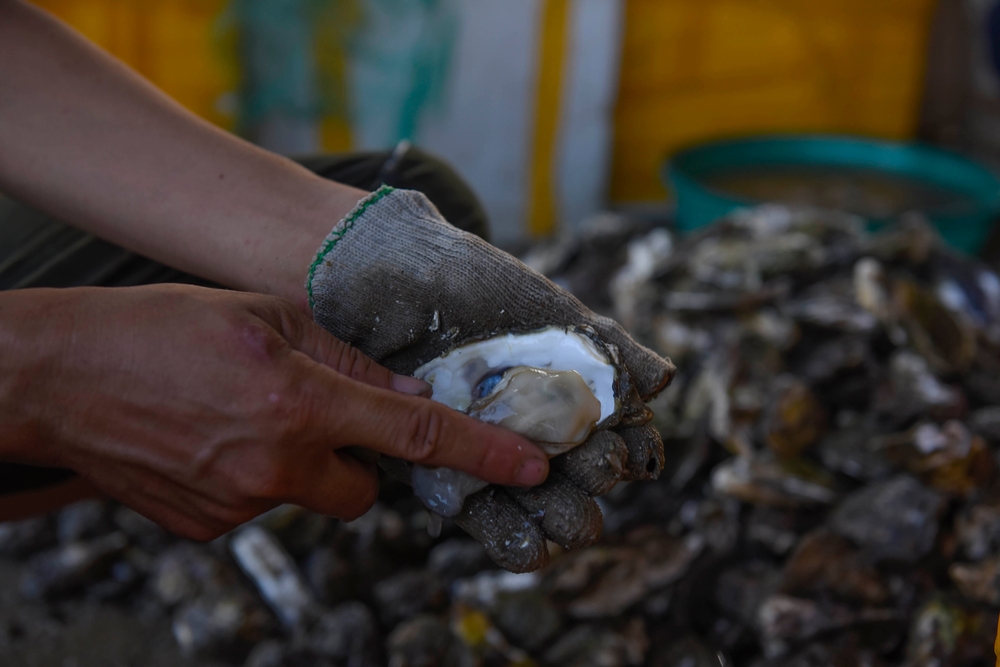 Willcom and Sanyo Foods to Fully Launch Oyster Business in Vietnam, Aiming a 100 MT Production