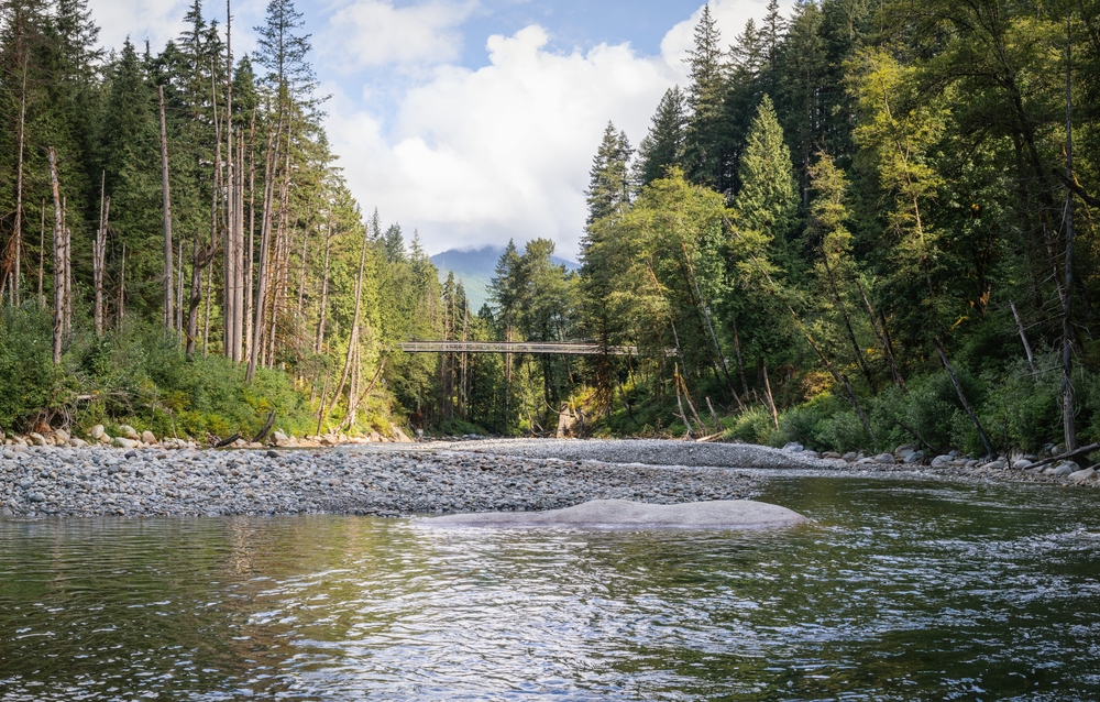 Wild Salmon Return in Upper Seymour River Offers Hope for the Future