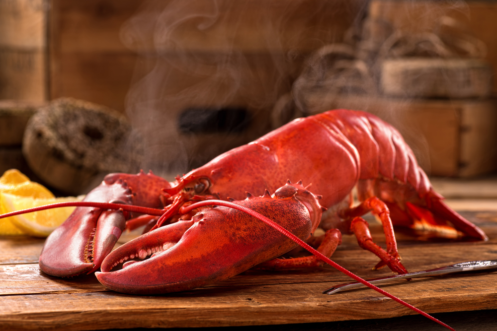 Is Cooking Lobster Cruel? Why Some Rhode Island Chefs Are Exploring More Humane Methods