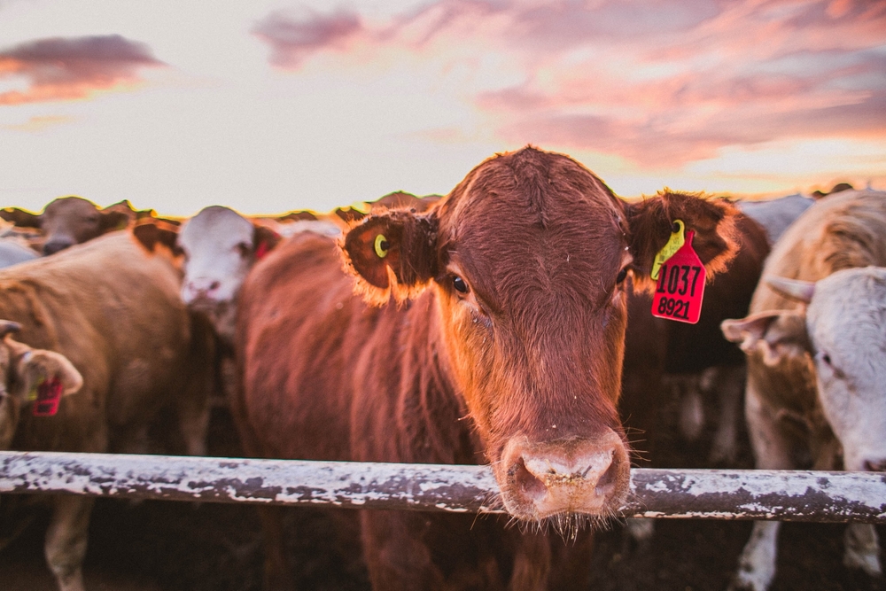 CME Feeder Cattle Plunge Further, Hit Expanded Daily Limits – foodmarket.com
