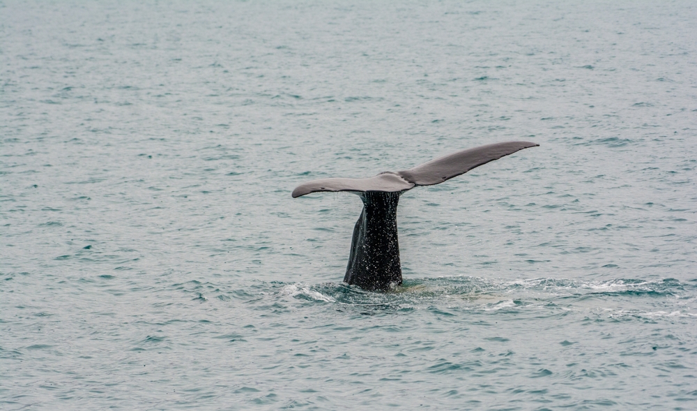 Alaska Fisherman Sentenced to Prison for Ordering Crew to Kill Endangered Whale, Illegal Catches