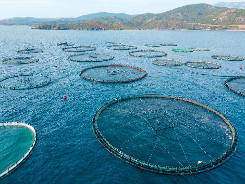 New Report Finds Aquaculture Could Create More Than 20 Million Jobs By 2050