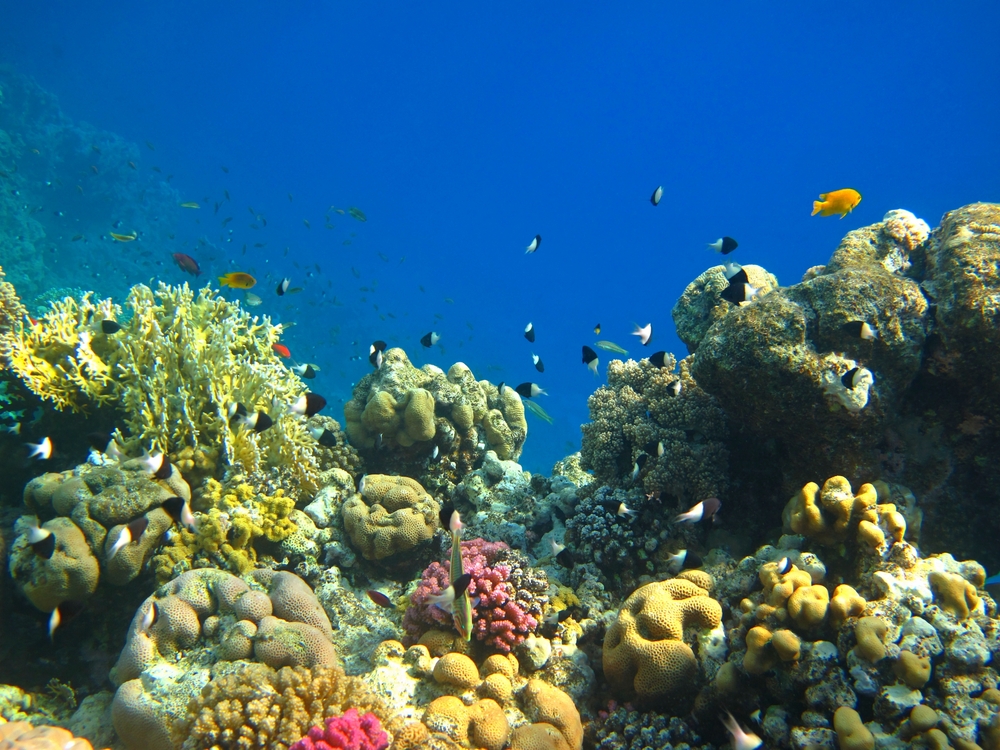 Nations Rally Against Trump’s Deep-Sea Mining Order with $9.1B Sustainable Oceans Commitments