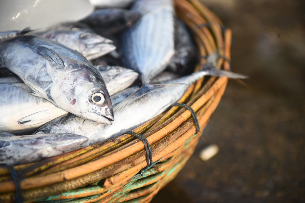 Centre Considers Global Ecolabelling Tag for Lakshadweep Tuna Fisheries