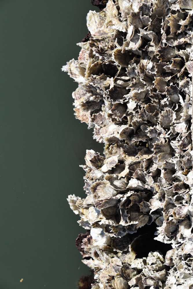 Shellfish-Linked Pathogen Threatens New Coastlines