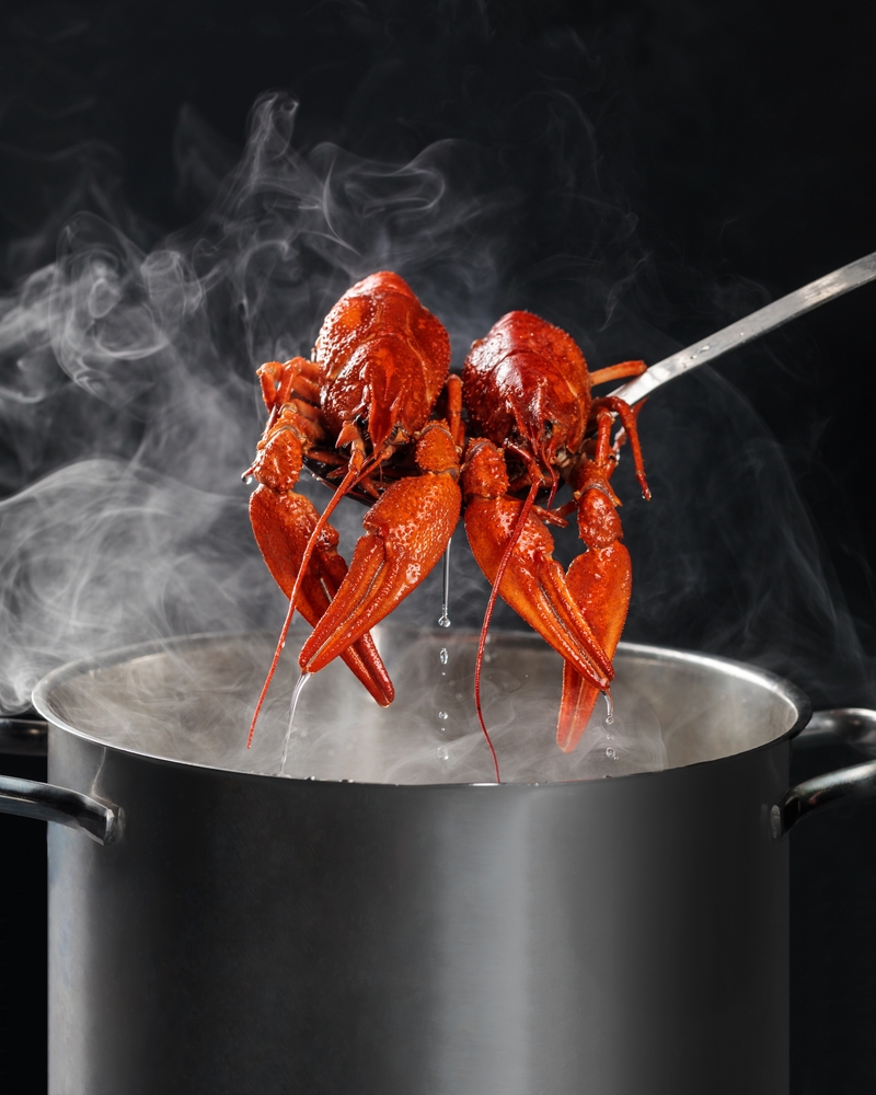 Boiling Live Lobsters to be Banned in Labour Crackdown